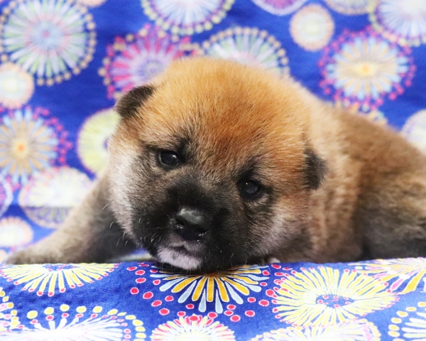 赤柴雄No1　8/2撮影　生後20日