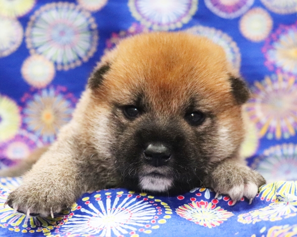 赤柴雄No1　8/2撮影　生後20日