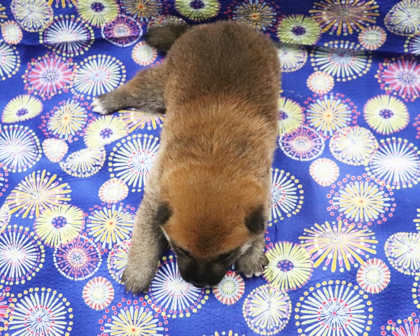 赤柴雄No1　8/2撮影　生後20日