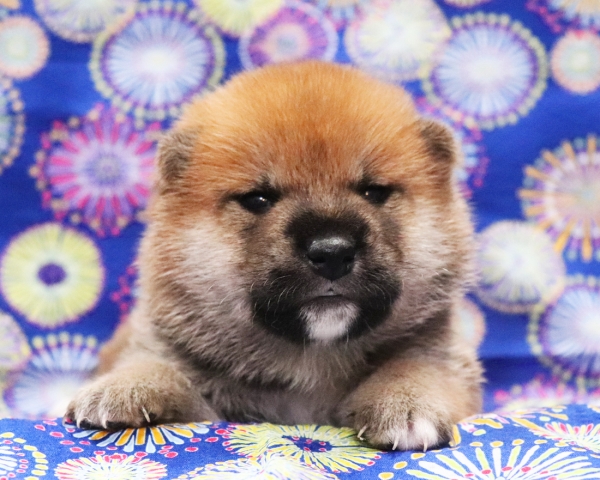 赤柴雄No2　8/2撮影　生後20日