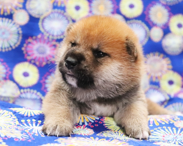 赤柴雄No2　8/2撮影　生後20日