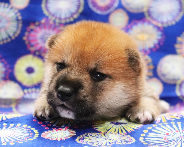 赤柴雄No2　8/2撮影　生後20日