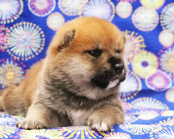 赤柴雄No2　8/2撮影　生後20日