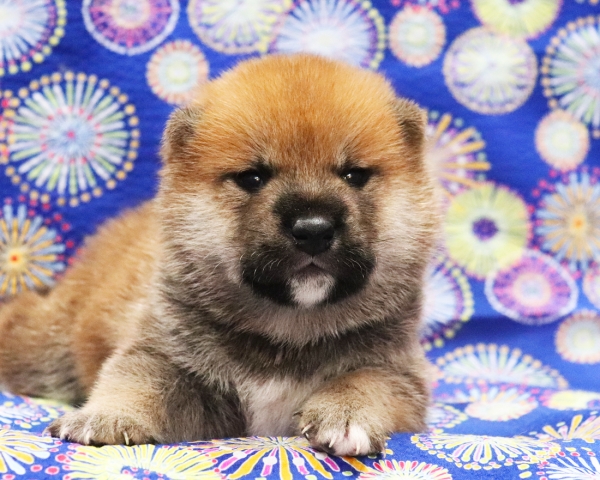 赤柴雄No2　8/2撮影　生後20日