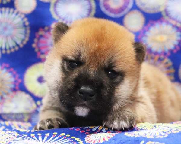 赤柴雌No3　8/2撮影　生後20日