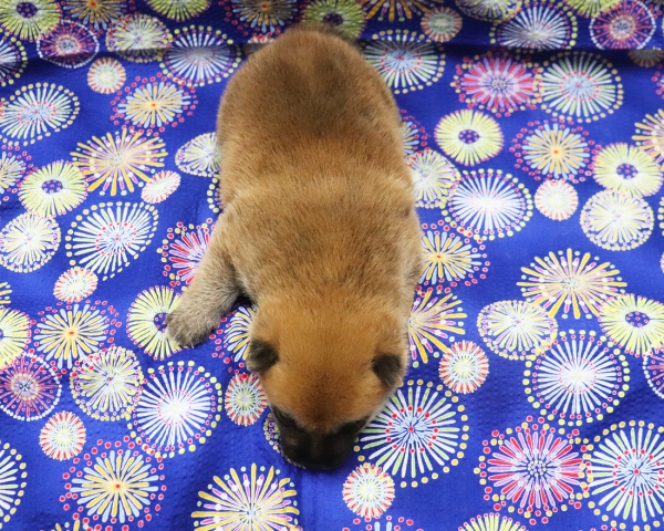 赤柴雌No3　8/2撮影　生後20日