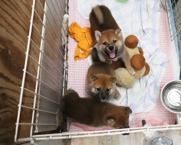 赤柴母犬紅子の子犬　8/22撮影　生40日