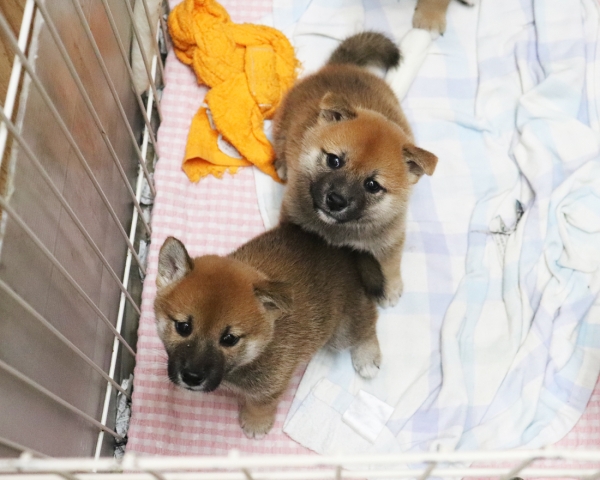 赤柴母犬紅子の子犬　8/22撮影　生後40日
