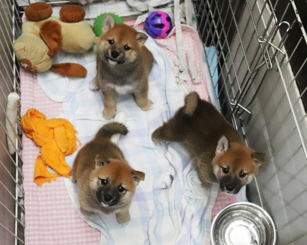 赤柴母犬紅子の子犬　8/22撮影　生後40日