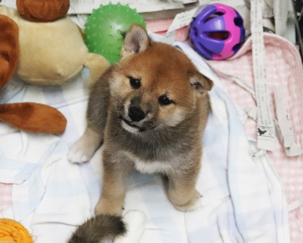 赤柴母犬紅子の子犬　8/22撮影　生後40日