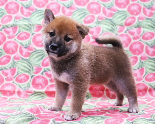 赤柴雄No1　8/22撮影　生後40日