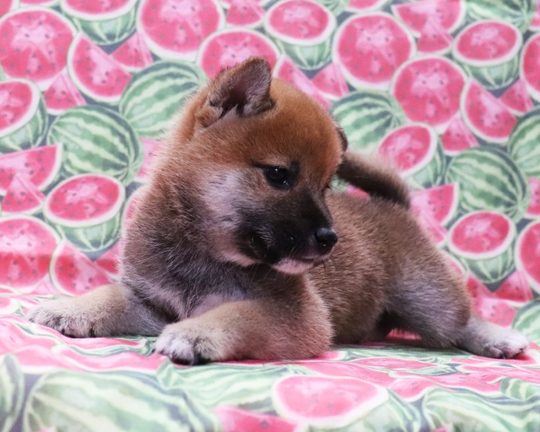 赤柴雄No1　8/22撮影　生後40日