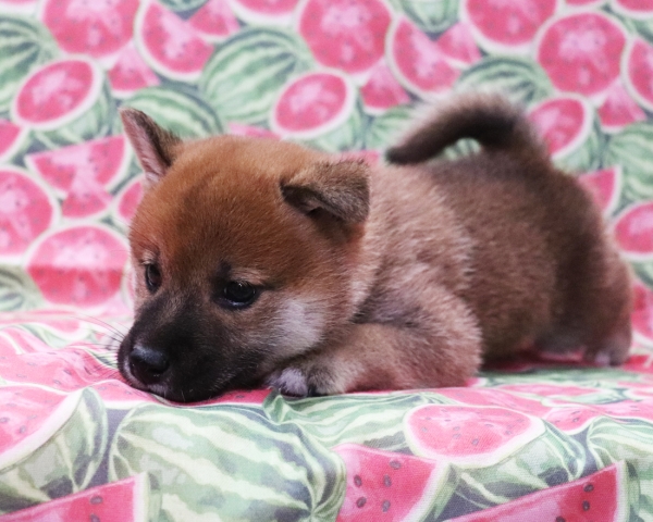 赤柴雄No1　8/22撮影　生後40日