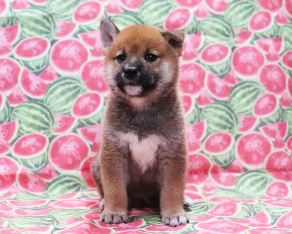 天慶 × 紅子　No.1