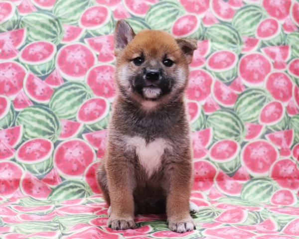 赤柴雄No1　8/22撮影　生後40日