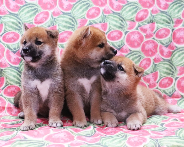 赤柴母犬紅子の子犬　8/22撮影　生後40日