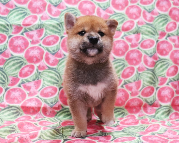 赤柴雄No2　8/22撮影　生後40日