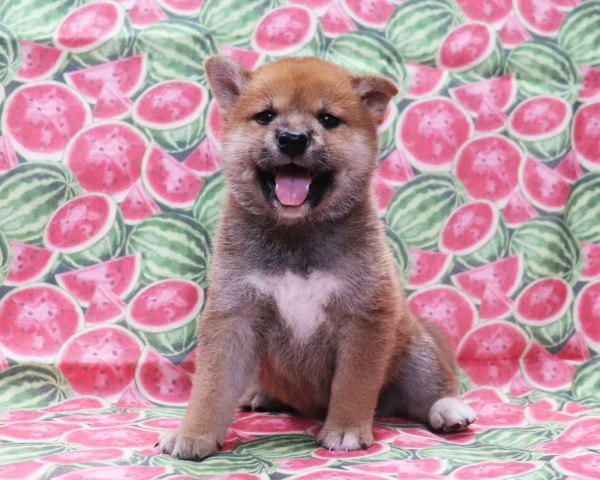 赤柴雄No2　8/22撮影　生後40日