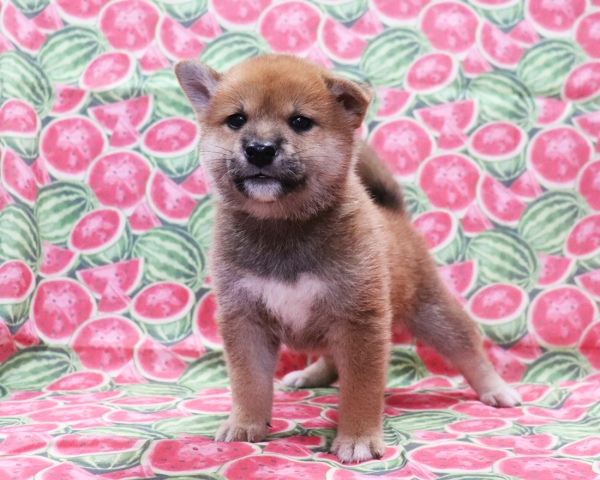 赤柴雄No2　8/22撮影　生後40日