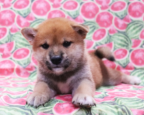 赤柴雄No2　8/22撮影　生後40日