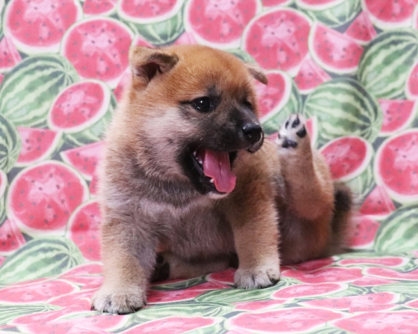 赤柴雌No3　8/22撮影　生後40日