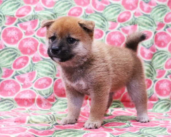 赤柴雌No3　8/22撮影　生後40日