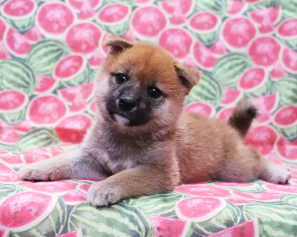 赤柴雌No3　8/22撮影　生後40日