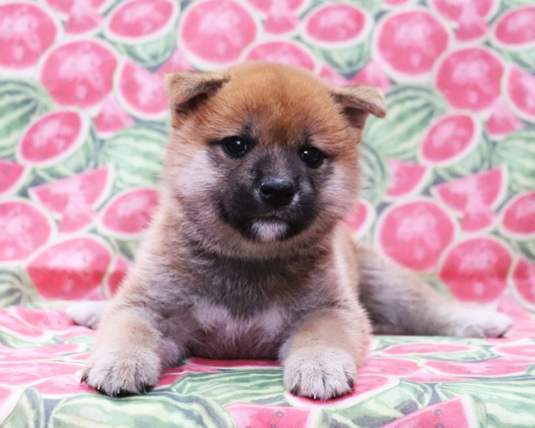 赤柴雌No3　8/22撮影　生後40日