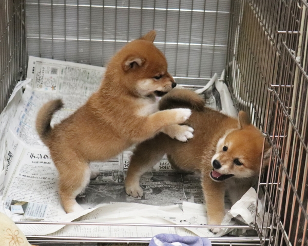 赤柴母犬びわの子犬　8/9撮影　生後40日