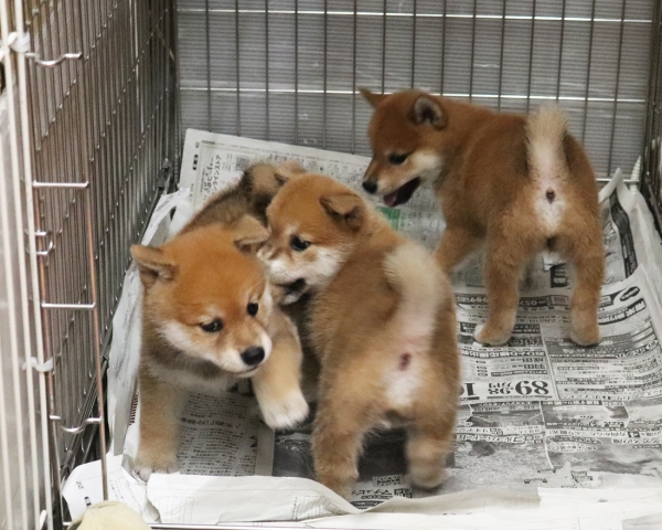 赤柴母犬びわの子犬　8/9撮影　生後40日