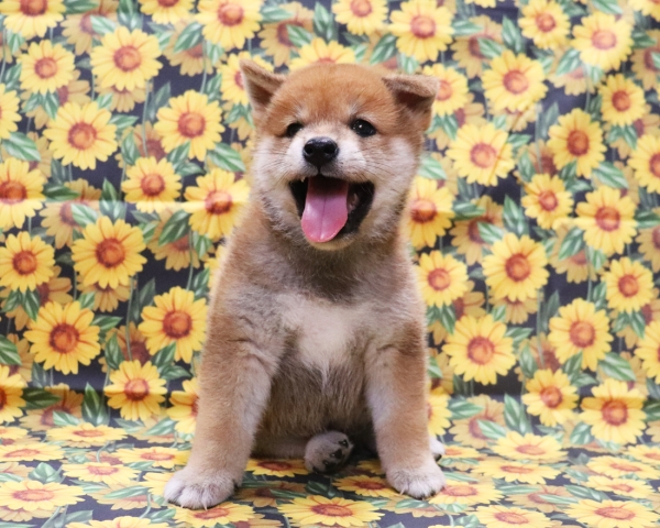 赤柴雄No1　8/9撮影　生後40日