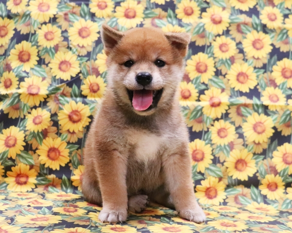 赤柴雄No1　8/9撮影　生後40日