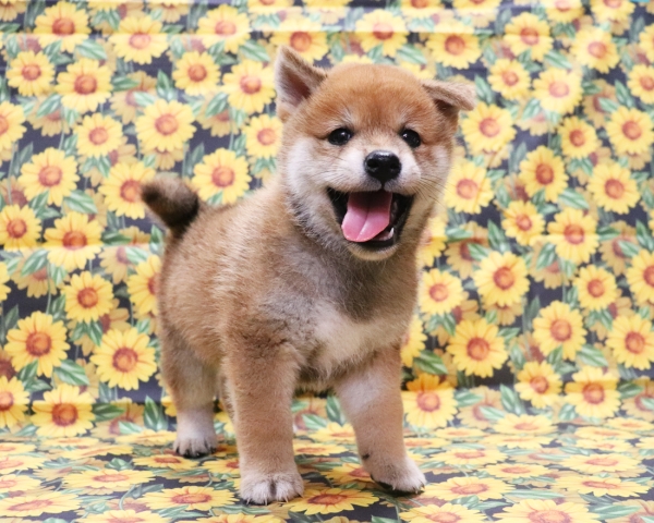 赤柴雄No1　8/9撮影　生後40日