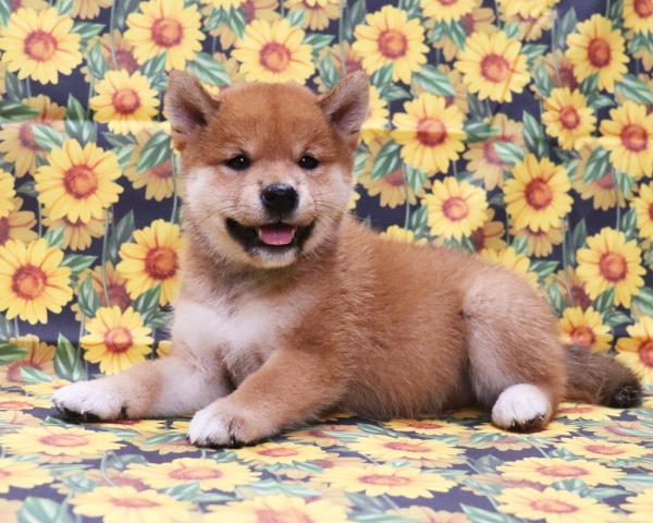 赤柴雌No2　8/9撮影　生後40日