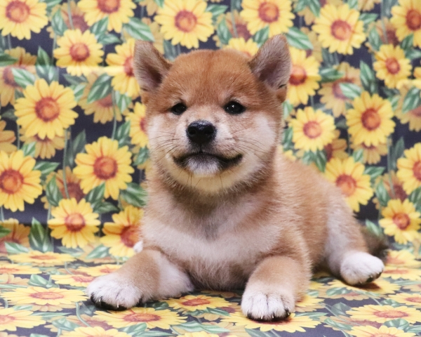 赤柴雌No2　8/9撮影　生後40日