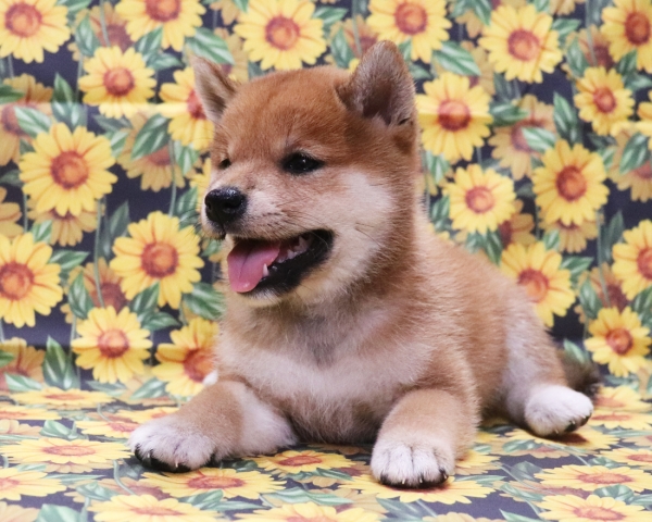 赤柴雌No2　8/9撮影　生後40日