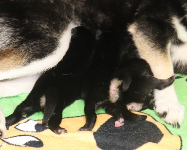 黒柴母犬おつゆの子犬　9/15撮影　生後1日