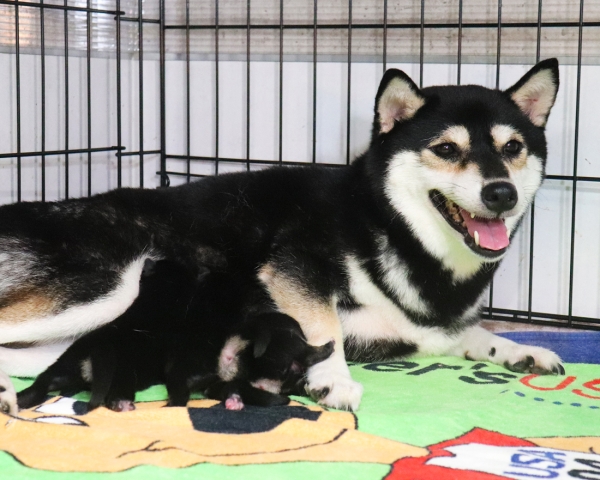 黒柴母犬おつゆ授乳中　9/15撮影　生後1日