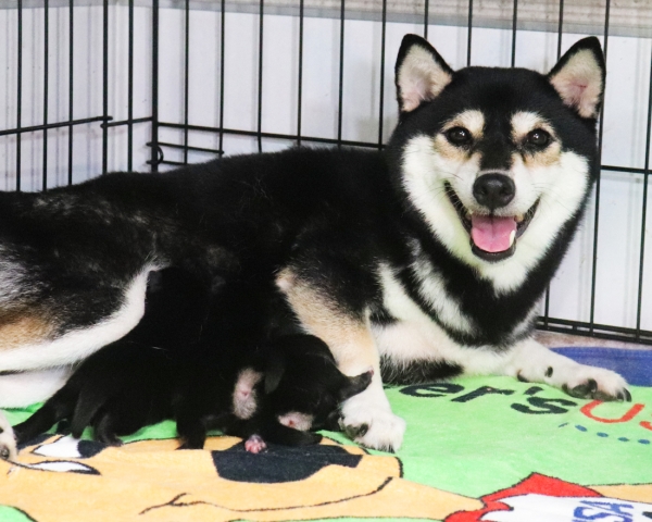 黒柴母犬おつゆ授乳中　9/15撮影　生後1日