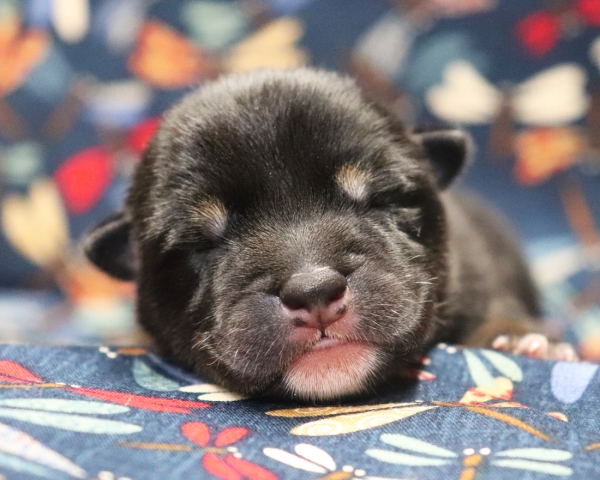 黒柴雄No1　9/15撮影　生後1日