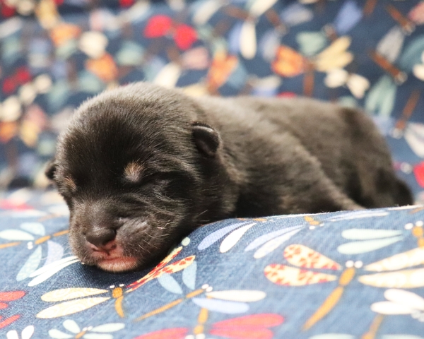 黒柴雄No1　9/15撮影　生後1日