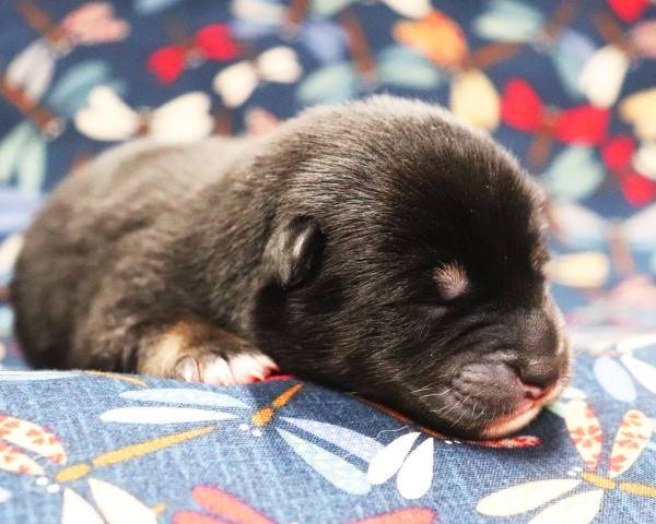 黒柴雄No1　9/15撮影　生後1日