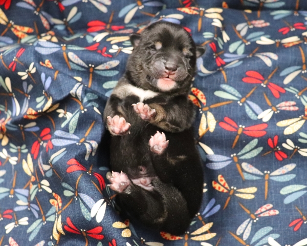 黒柴雄No1　9/15撮影　生後1日