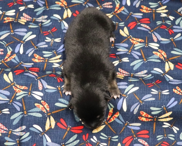 黒柴雄No1　9/15撮影　生後1日