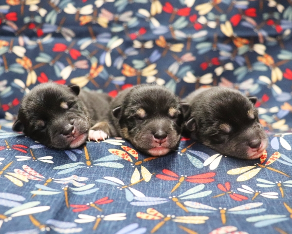 黒柴母犬おつゆの子犬　9/15撮影　生後1日