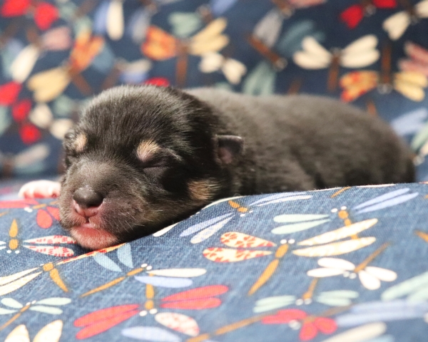 黒柴雄No2　9/15撮影　生後1日