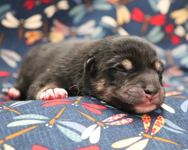 黒柴雄No2　9/15撮影　生後1日