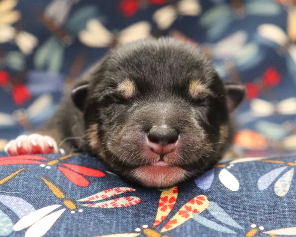 黒柴雄No2　9/15撮影　生後0日