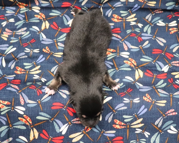 黒柴雄No2　9/15撮影　生後1日