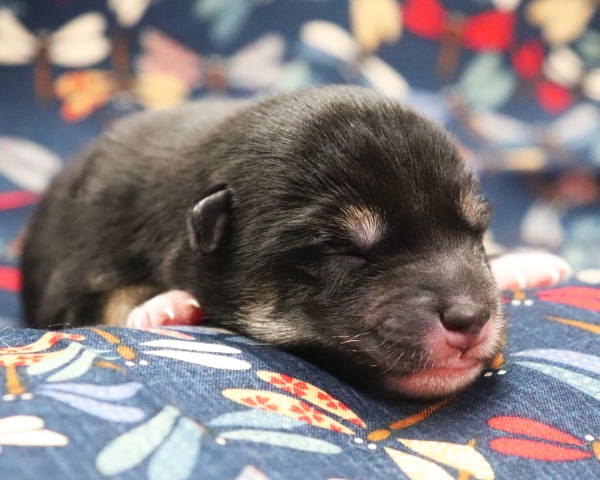 黒柴雄No3　9/15撮影　生後1日